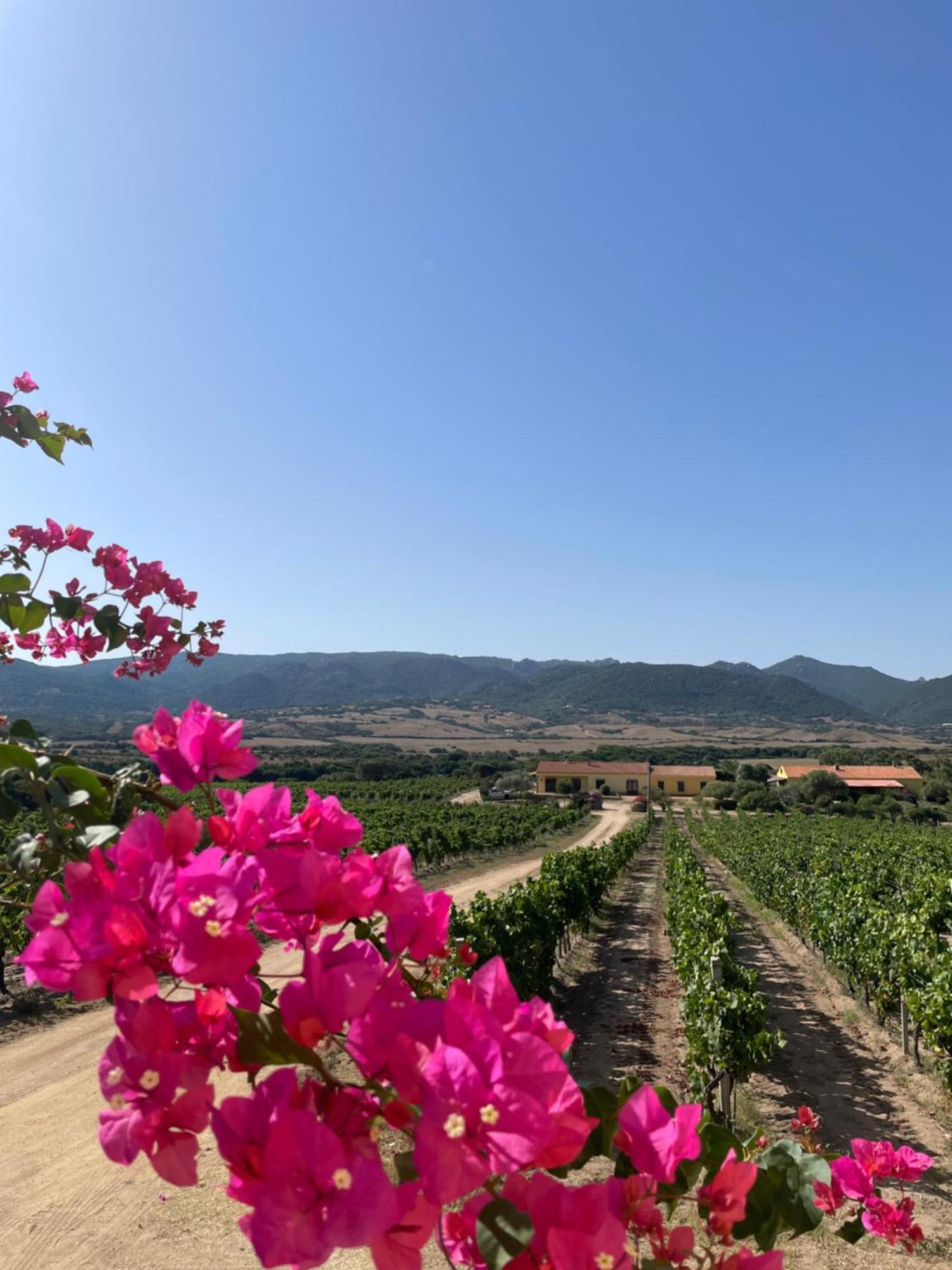 Agriturismo Campesi Casale Tra Le Vigne Aglientu Buitenkant foto
