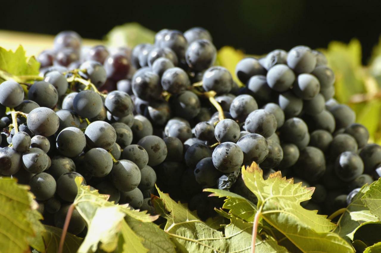 Agriturismo Campesi Casale Tra Le Vigne Aglientu Buitenkant foto
